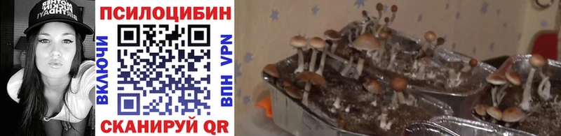 Купить где Починок Галлюциногенные грибы прущие грибы